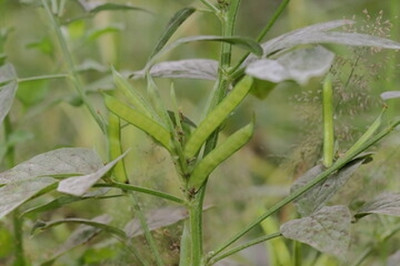 XOLDAA CLUSTER BEANS SEEDS Seed(35 per packet)