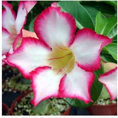 Qualtivate LXI-247 Desert Rose Seeds Seed(30 per packet)