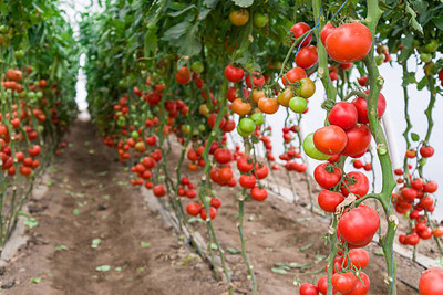 ZONATO tomato Seed(150 per packet)
