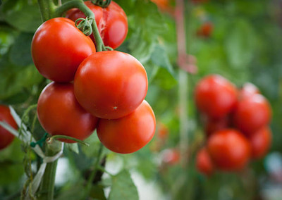 Vinayak Pestisides tomato Seed(75 per packet)
