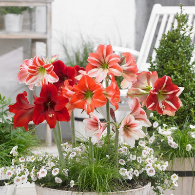 LIVE GREEN Amaryllis Lily Flower Bulbs For All Season Seed(5 per packet)
