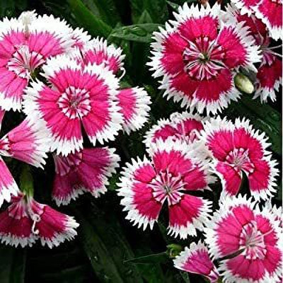 Aywal Dianthus Barbarini Red Flower Seed(50 per packet)
