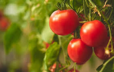 Oliver hybrid f1 quality tomato Seed(110 per packet)