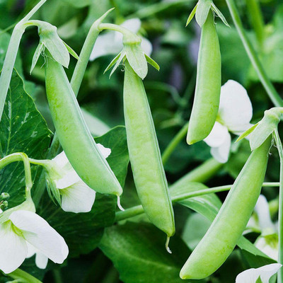 CYBEXIS LX-13 - Sugar Ann Snap Pea Seads - (100 Seeds) Seed(100 per packet)