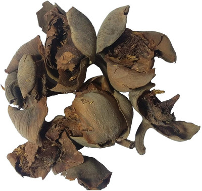 Aywal NAGKESAR - NAG KESAR - NAGKESHAR - NAG KESHAR - OCHROCARPUS LONGIFOLIUS Seed(20 per packet)