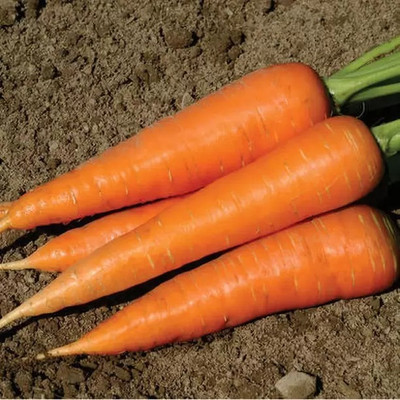 Aro Carrot, Gajar Seed(240 per packet)