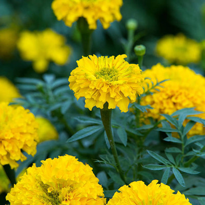CARIBBEAN marigold/gende ka phool flower seeds Seed(25 per packet)