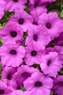 Quentova Jazzberry Petunia hybrid-KTK-2X Seed(75 per packet)