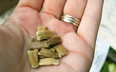 Qualtivate PUA-4A Long Bottle Gourd OR Calabash Seeds Seed(50 per packet)