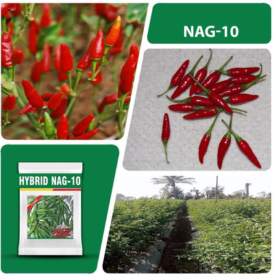 WILLVINE SYN -X Bullet chilli seeds | Bird eye mirchi seeds[1gm, 200 Seeds] Seed(200 per packet)