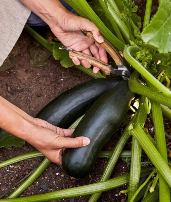 Qualtivate GXL-6AT Black Beauty Zucchini Summer Squash Seeds Seed(30 per packet)