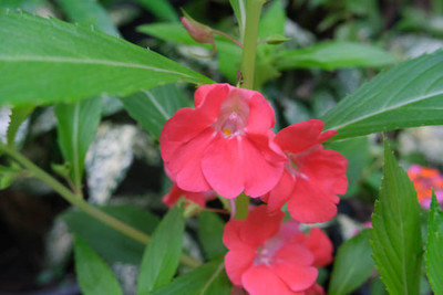 XOLDAA BALSAM FLOWER SEEDS Seed(30 per packet)