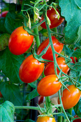 Jui tomato Seed(35 per packet)