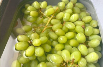 XOLDA Organic grapes Seed(37 per packet)