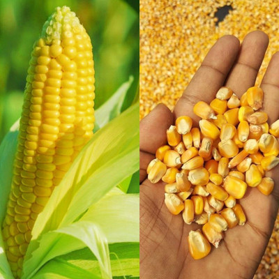 MAAEP 100+ Sweet Corn Seeds for Organic Farming & Kitchen Gardening Seed(100 per packet)