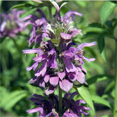 VibeX ® VLR-110 Lemon Mint Seeds(Monarda citriodora) Seed(200 per packet)