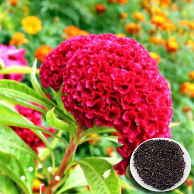 Lorvox Cockscomb Seed(70 per packet)