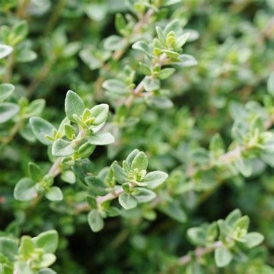 CEZIUS Thyme Organic Herb Seeds Seed(50 per packet)