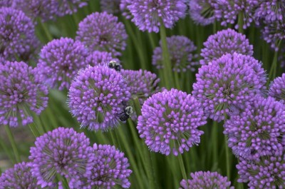 Qualtivate PUA-9A Giant Ball Onion Allium 'Millenium' Christophii Seed(500 per packet)