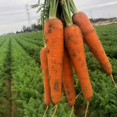 ZIFR विलायती गाजर Orange Carrot Seed(1000 per packet)