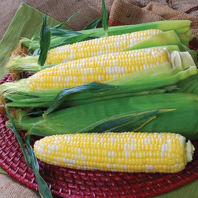 WILLVINE ROX -XII Sweet Corn Seeds - Temptress Variety-[100g] Seed(400 per packet)