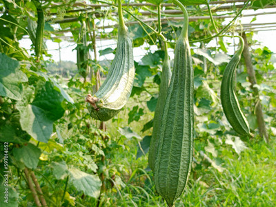 XOLDAA FI QUALITY RIDGE GOURD Seed(19 per packet)
