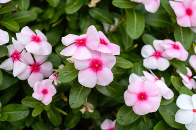 Quentova Vinca rosea flower-XII-6A Seed(75 per packet)