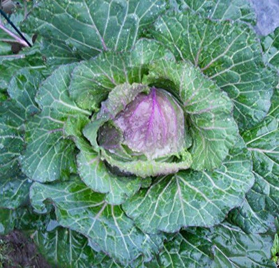 WILLVINE MAH -II Savoy Cabbage Seeds, di Verona [1g] Seed(300 per packet)