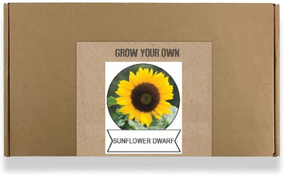 CYBEXIS Sunflower Dwarf Flower Seeds-50 Seeds Seed(50 per packet)