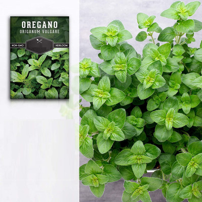 VibeX LX-98 - Italian Oregano (origanum vulgare) - (150 Seeds) Seed(150 per packet)