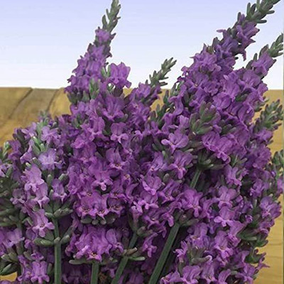 VibeX ® VXI-221 Lavender Sensational Dark Purple Seed(500 per packet)