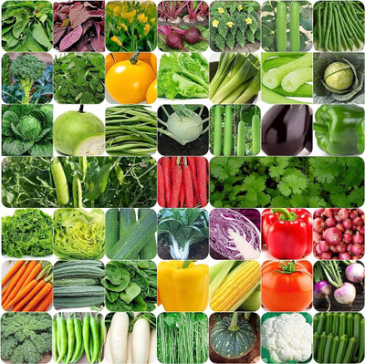 ibains Hybrid vegetable seeds Seed(770 per packet)