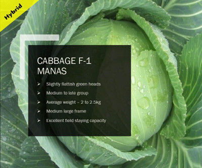VibeX CABBAGE F-1 MANAS SEEDS(2500 Seeds) Seed(2500 per packet)