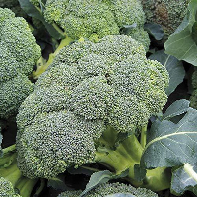 CYBEXIS PAU-45 - Green Broccoli - (1350 Seeds) Seed(1350 per packet)