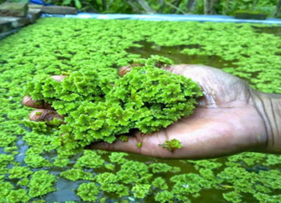 the green dotcom AZOLLA SEED Seed(400 per packet)