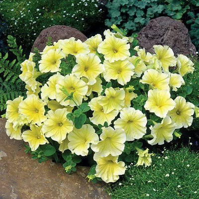 CYBEXIS Petunia 'Limoncello' F1 Seeds Seed(1 g)