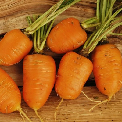 CYBEXIS Oxheart Imported Carrot Variety2000 Seeds Seed(2000 per packet)