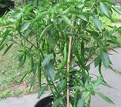Aywal CHILLI( MIRCHI ) Seed(3000 per packet)