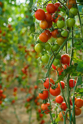 AA ENTERPRISES tomato Seed(70 per packet)