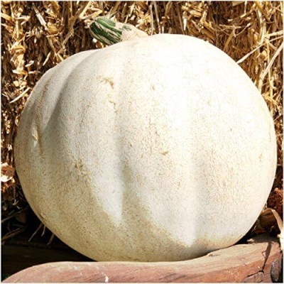 Qualtivate GBPT-4A Lumina White Pumpkin (Cucurbita Maxima) Seed(50 per packet)