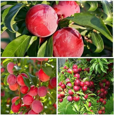 Aywal Allo Bukhara Seed(10 per packet)