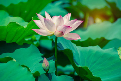 Deshi Nushke lotus,kamal gatta Seed(10 per packet)