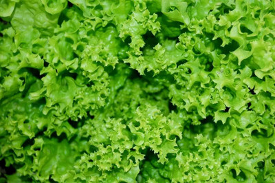 Qualtivate XXX-7A Curly Leaf Lettuce Seed(300 per packet)