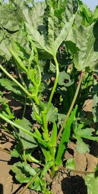 Qualtivate GBPT-1A Hybrid Okra (Bhindi) Seeds Seed(350 per packet)