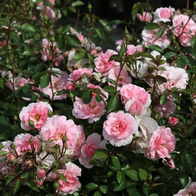 CYBEXIS HUA-31 - Roses - Pink - (300 Seeds) Seed(300 per packet)