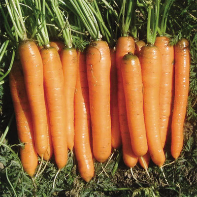 CYBEXIS XLL-18 - Yaya F1 Carrot Orange - (2250 Seeds) Seed(2250 per packet)