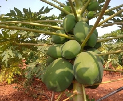 Seedsqlty Taiwan papaya seeds Seed(300 per packet)