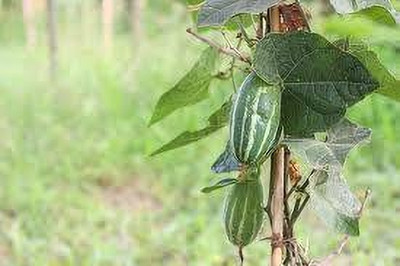 BDSresolve Cucurbitaceae Seeds For Home Planting Pack Of 19 Seed(19 per packet)