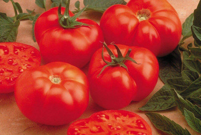 CYBEXIS Seeds of Vegetable Tomato Beefmaster F11000 Seeds Seed(1000 per packet)