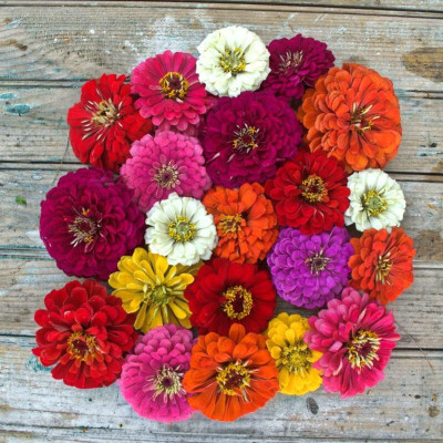 Quentova BENARY'S GIANT MIX ZINNIA-HUA-5U Seed(75 per packet)